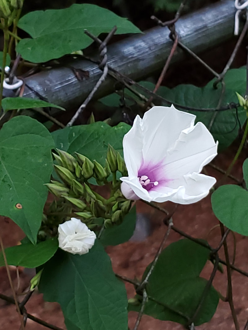 Portfolio Image 24