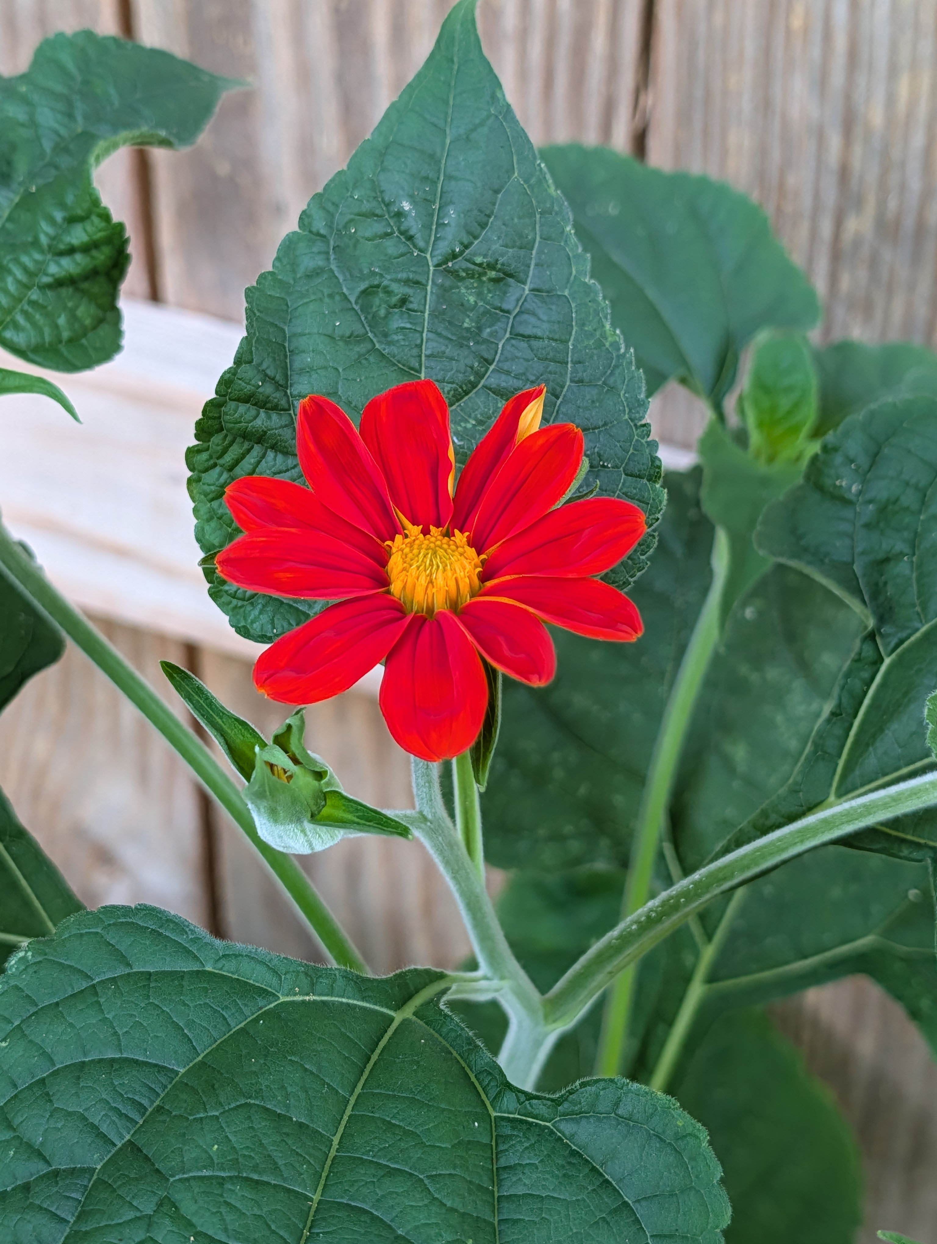 Portfolio Image 31