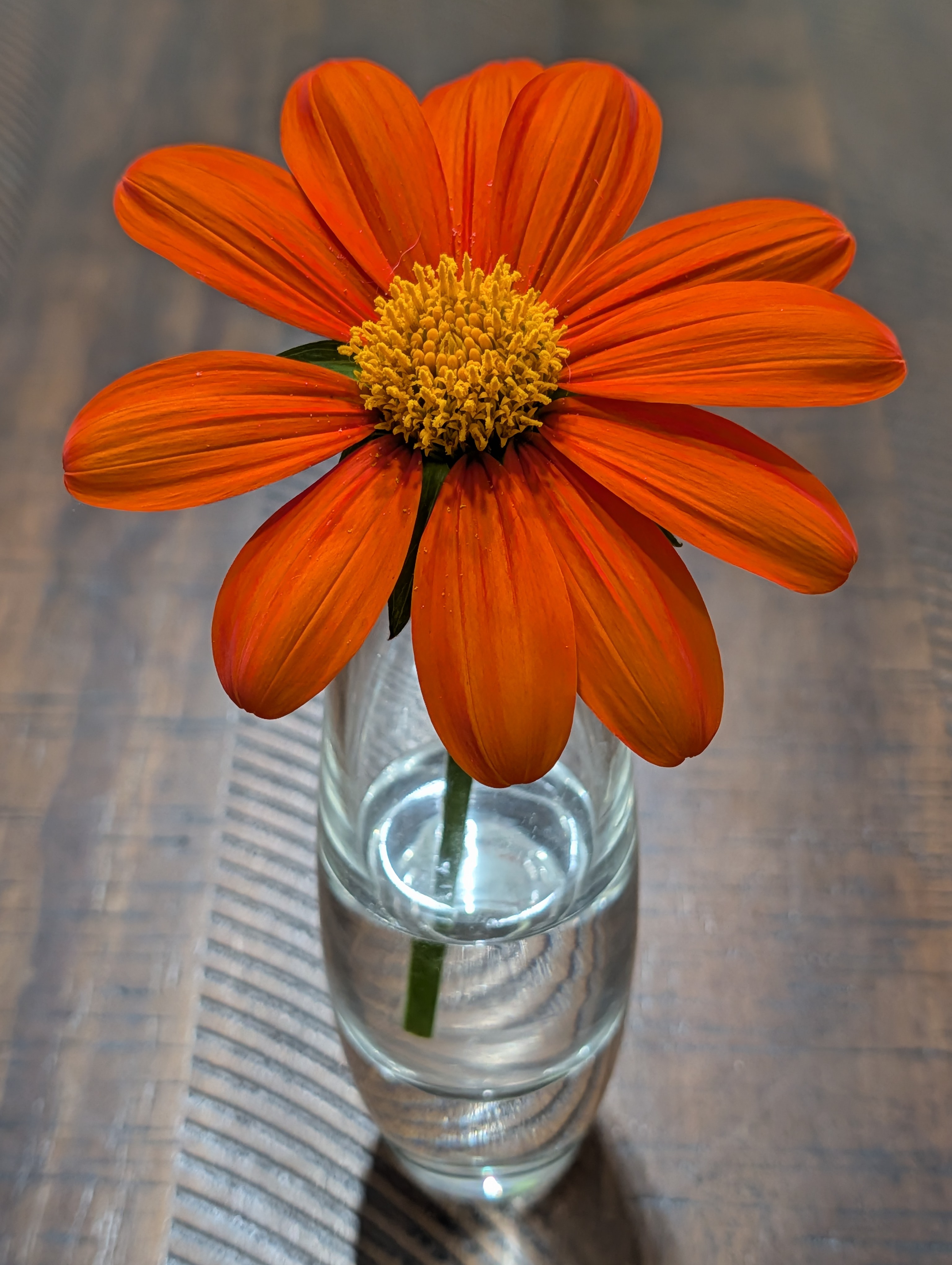 Portfolio Image 33